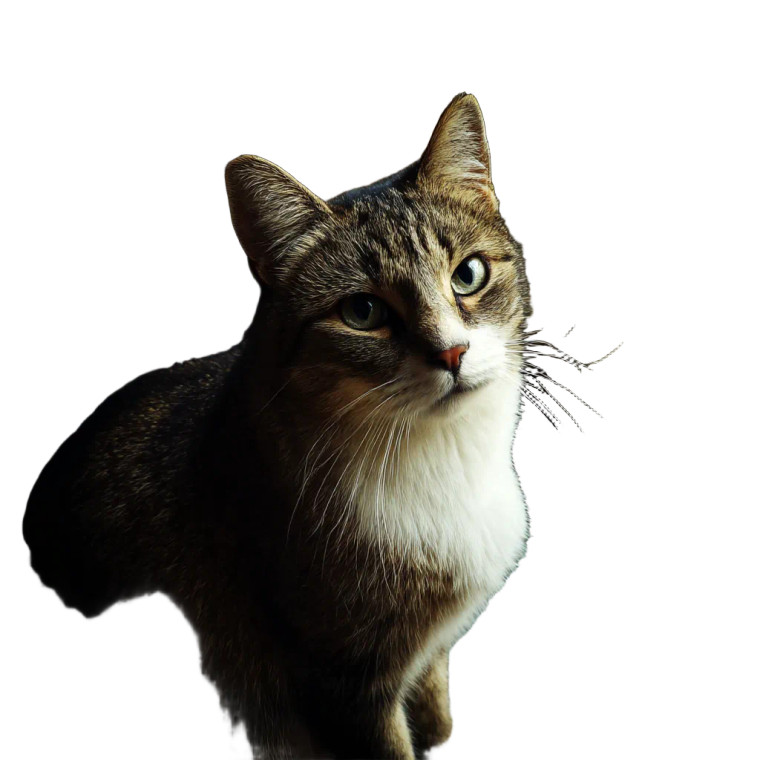 Chaotic Cat V5 Vinyl Car Decal Sticker – Waterproof & UV-Resistant 8"