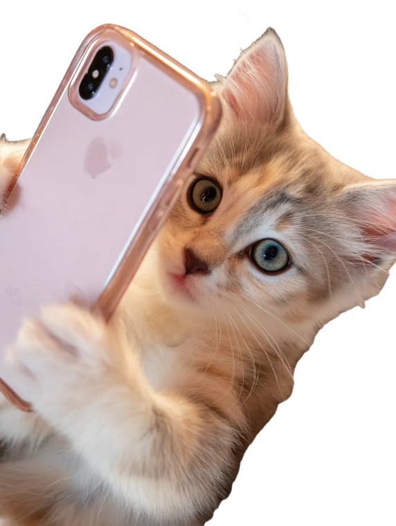 Cute Kitty Selfie Vinyl Car Decal Sticker – Waterproof & UV-Resistant 8"