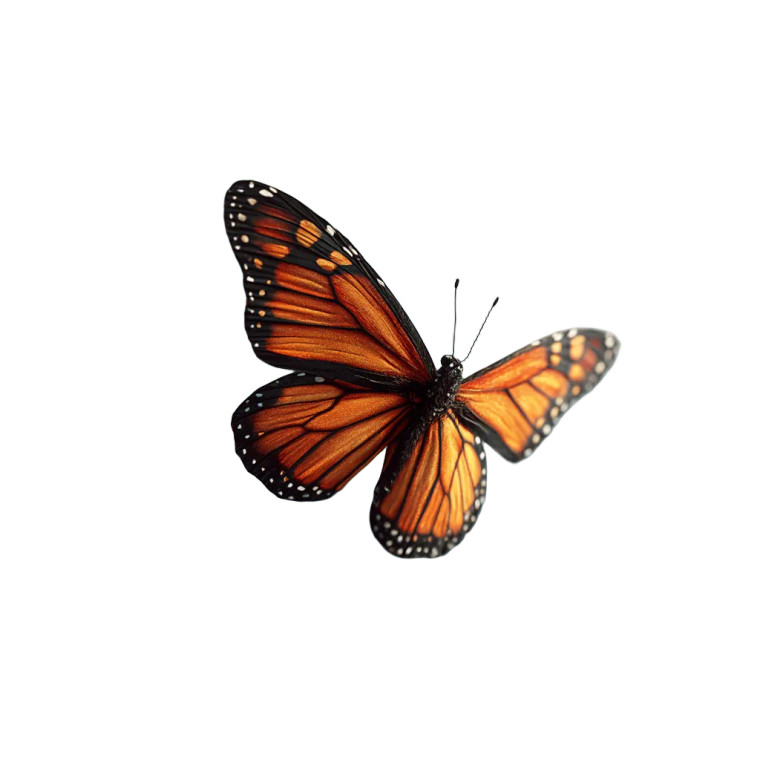 Monarch Butterfly Flight Vinyl Car Decal Sticker – Waterproof & UV-Resistant 8"