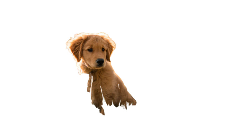 Golden Retriever Puppy V21 Vinyl Car Decal Sticker – Waterproof & UV-Resistant 8"