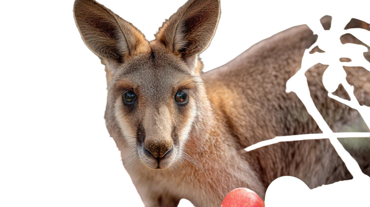 Easter Kangaroo Vinyl Car Decal Sticker – Waterproof & UV-Resistant 8"