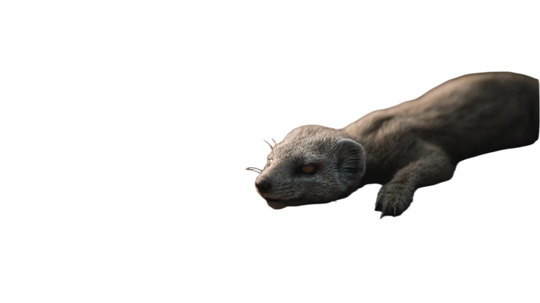 Lifeless Mongoose Vinyl Car Decal Sticker – Waterproof & UV-Resistant 8"