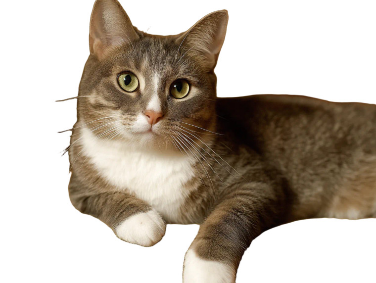 Gray Striped Cat Vinyl Car Decal Sticker – Waterproof & UV-Resistant 8"