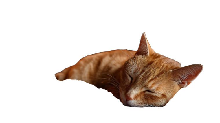 Sleeping Ginger Cat Vinyl Car Decal Sticker – Waterproof & UV-Resistant 8"