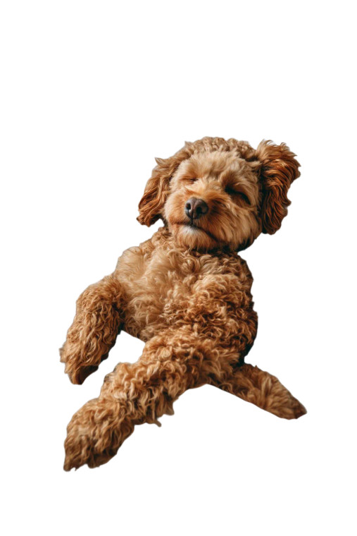 Fluffy Maltipoo Relaxing Vinyl Car Decal Sticker – Waterproof & UV-Resistant 8"