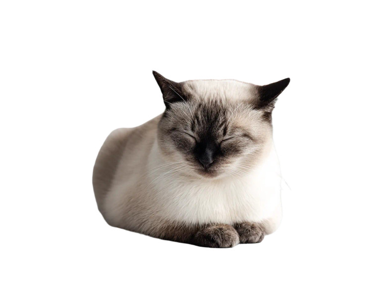 Sleeping Siamese Cat V2 Vinyl Car Decal Sticker – Waterproof & UV-Resistant 8"