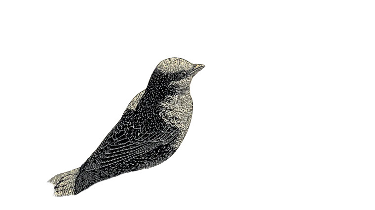 Caged Bird Free Vinyl Car Decal Sticker – Waterproof & UV-Resistant 8"