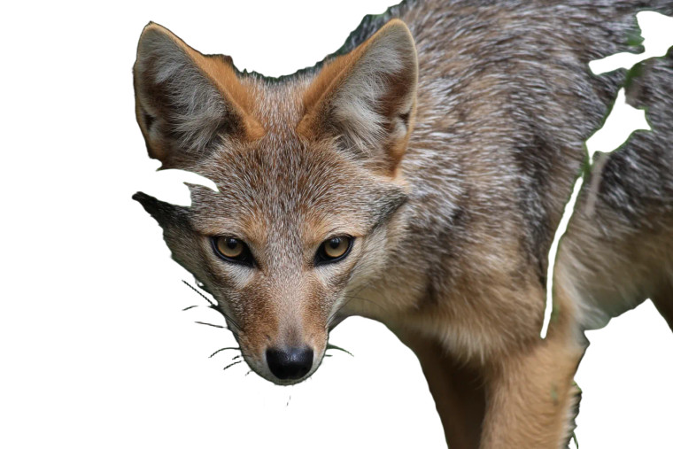 Indian Fox Vinyl Car Decal Sticker – Waterproof & UV-Resistant 8"
