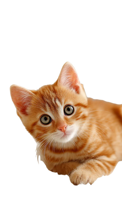 Cute Orange Kitten Vinyl Car Decal Sticker – Waterproof & UV-Resistant 8"
