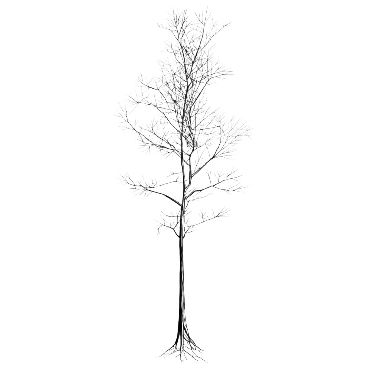 Spindly Tree Drawing Vinyl Car Decal Sticker – Waterproof & UV-Resistant 8"