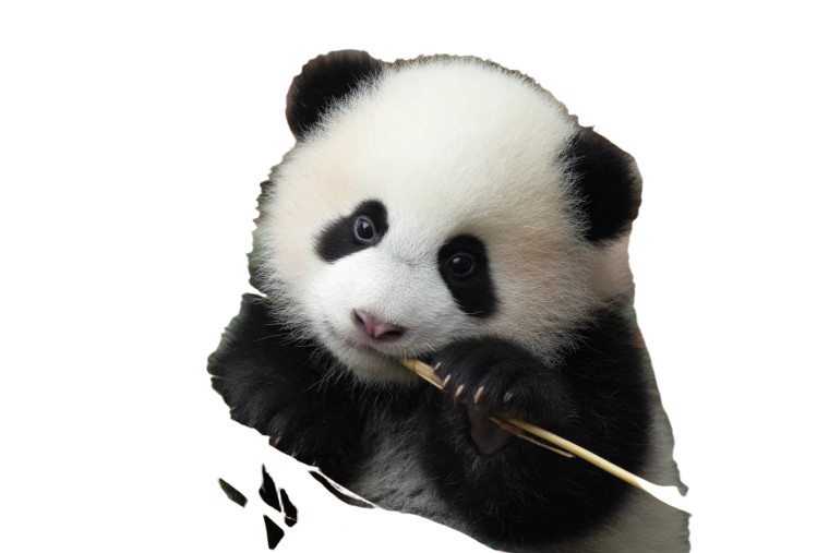 Baby Panda Vinyl Car Decal Sticker – Waterproof & UV-Resistant 8" Baby Panda Vinyl Car Decal Sticker – Waterproof & UV-Resistant 8"