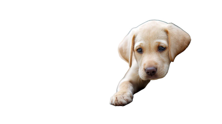 Labrador Puppy Vinyl Car Decal Sticker – Waterproof & UV-Resistant 8"