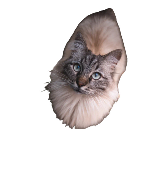 Fluffy Cat Duo Vinyl Car Decal Sticker – Waterproof & UV-Resistant 8"