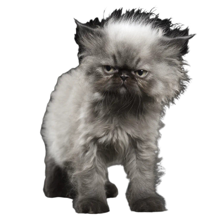 Angry Kitten Vinyl Car Decal Sticker – Waterproof & UV-Resistant 8"