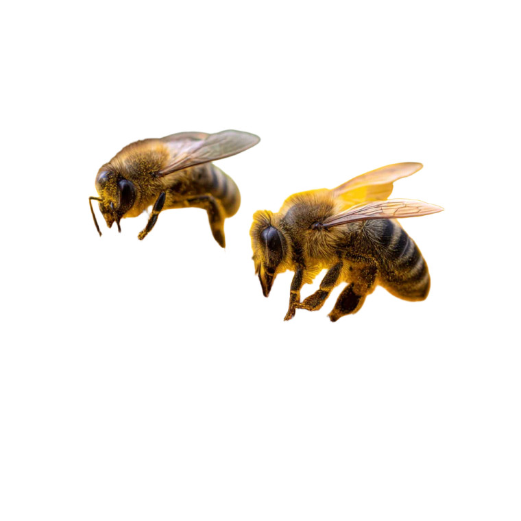 Bees On Sunflowers Vinyl Car Decal Sticker – Waterproof & UV-Resistant 8"