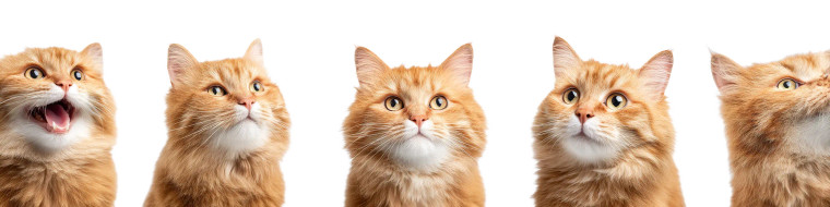 Cute Orange Cats Vinyl Car Decal Sticker – Waterproof & UV-Resistant 8"