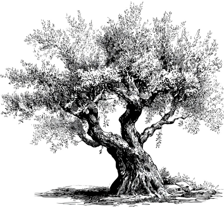 Greek Olive Tree Vinyl Car Decal Sticker – Waterproof & UV-Resistant 8"