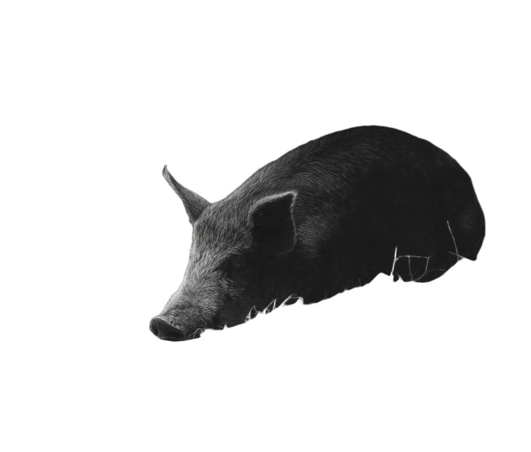 Sleeping Pig Drawing Vinyl Car Decal Sticker – Waterproof & UV-Resistant 8"