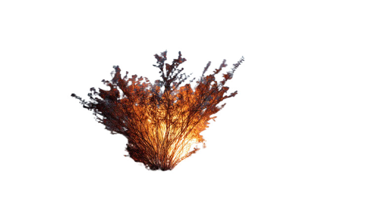 Burning Bush Vinyl Car Decal Sticker – Waterproof & UV-Resistant 8"