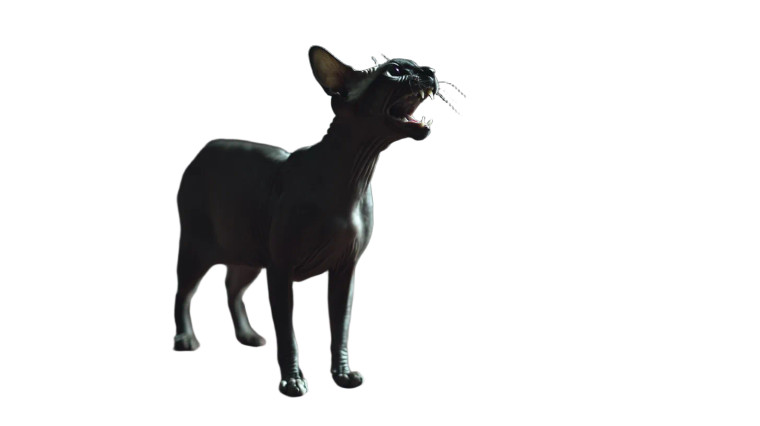 Hairless Cat Stretch Vinyl Car Decal Sticker – Waterproof & UV-Resistant 8"