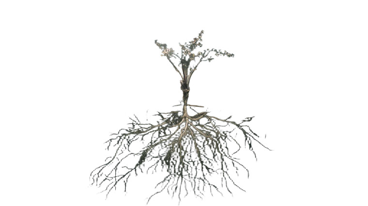 Deep Growing Roots Vinyl Car Decal Sticker – Waterproof & UV-Resistant 8"