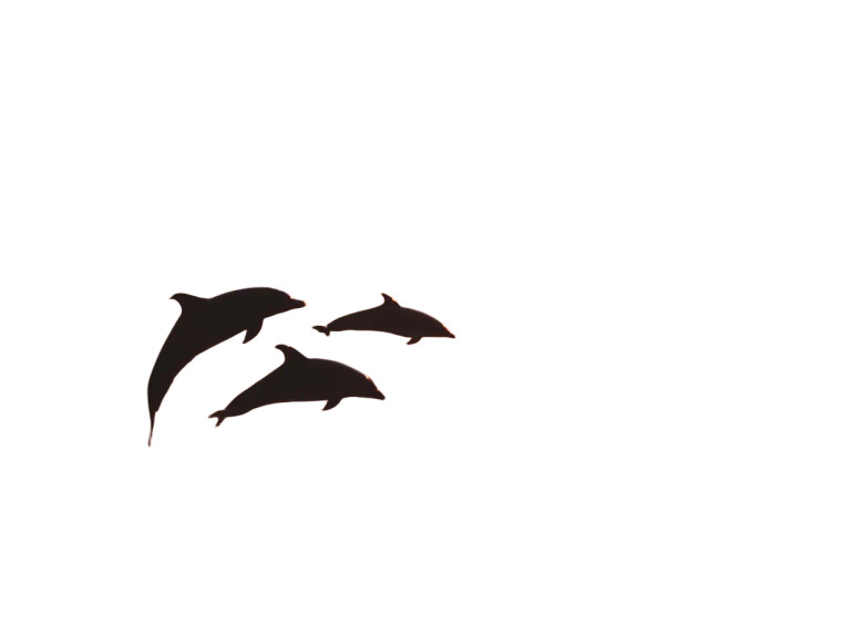 Dolphins At Sunset Vinyl Car Decal Sticker – Waterproof & UV-Resistant 8"