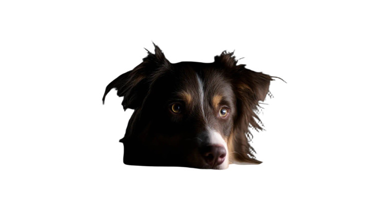 Depressed Aussie Shepherd Vinyl Car Decal Sticker – Waterproof & UV-Resistant 8"