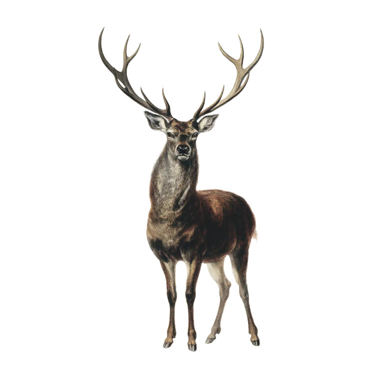 Majestic Stag V2 Vinyl Car Decal Sticker – Waterproof & UV-Resistant 8"