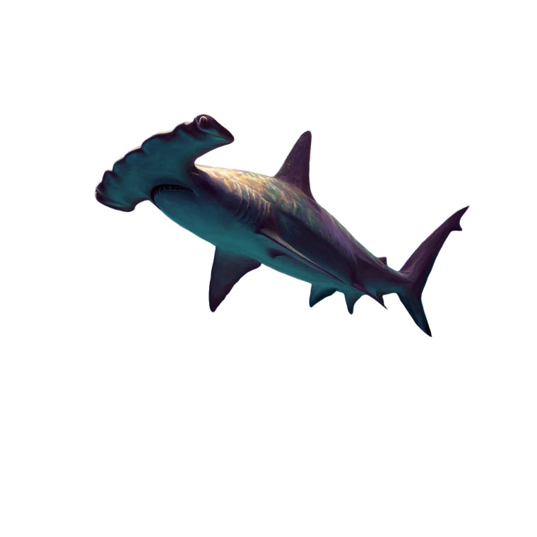 Hammerhead Shark Reef Vinyl Car Decal Sticker – Waterproof & UV-Resistant 8"