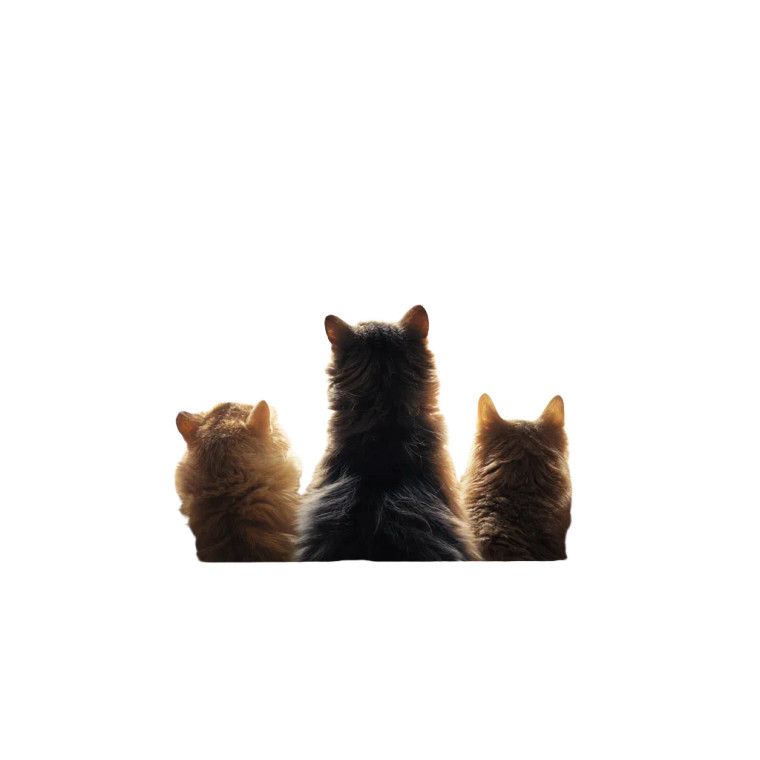 Space Meow Vinyl Car Decal Sticker – Waterproof & UV-Resistant 8"