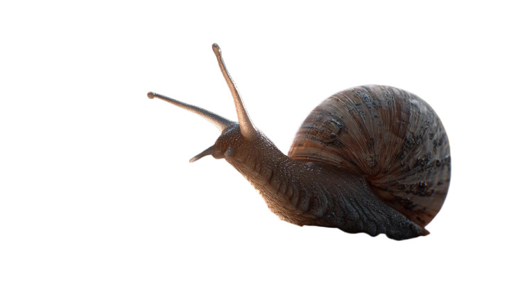 Moonwalking Snail Vinyl Car Decal Sticker – Waterproof & UV-Resistant 8"