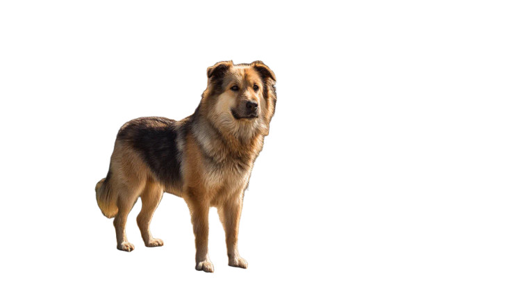 Loyal Guard Dog Vinyl Car Decal Sticker – Waterproof & UV-Resistant 8"