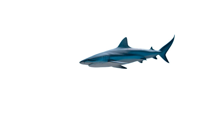 Shark In Ocean Vinyl Car Decal Sticker – Waterproof & UV-Resistant 8"