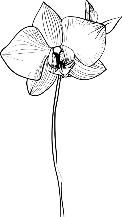 Minimalistic Orchid Vinyl Car Decal Sticker – Waterproof & UV-Resistant 8"