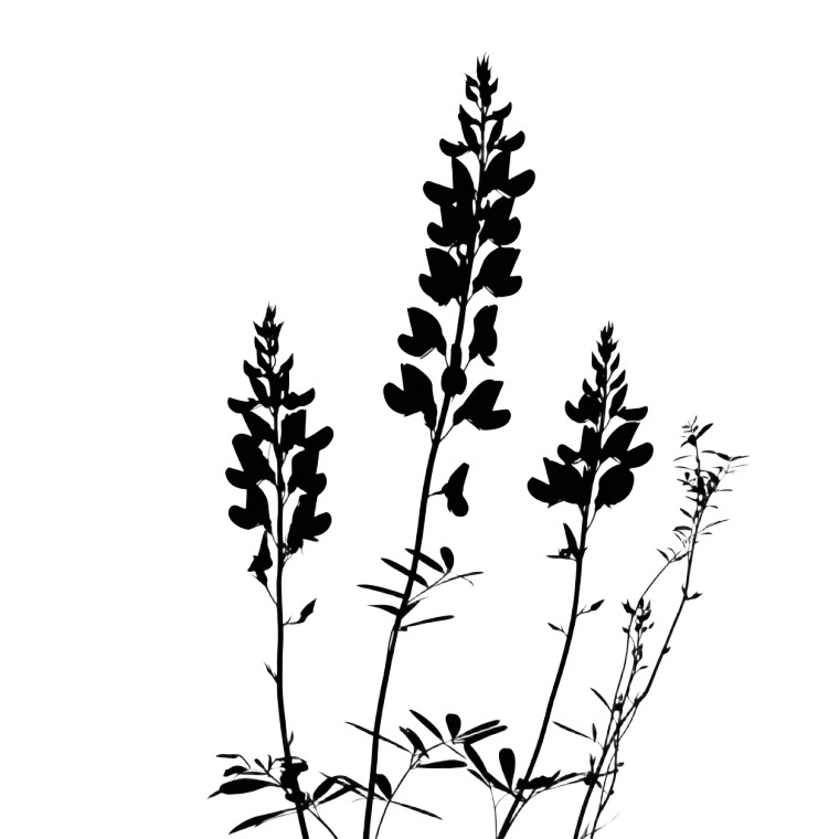 Tall Sainfoin Silhouette Vinyl Car Decal Sticker – Waterproof & UV-Resistant 8"