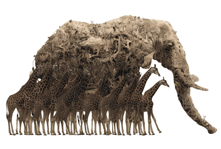 Elephant Of Giraffes Vinyl Car Decal Sticker – Waterproof & UV-Resistant 8"