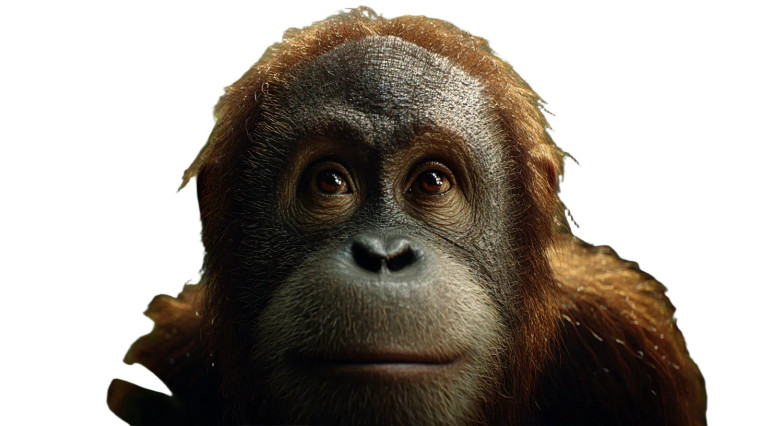 Anthropomorphic Orangutan Teen Vinyl Car Decal Sticker – Waterproof & UV-Resistant 8"