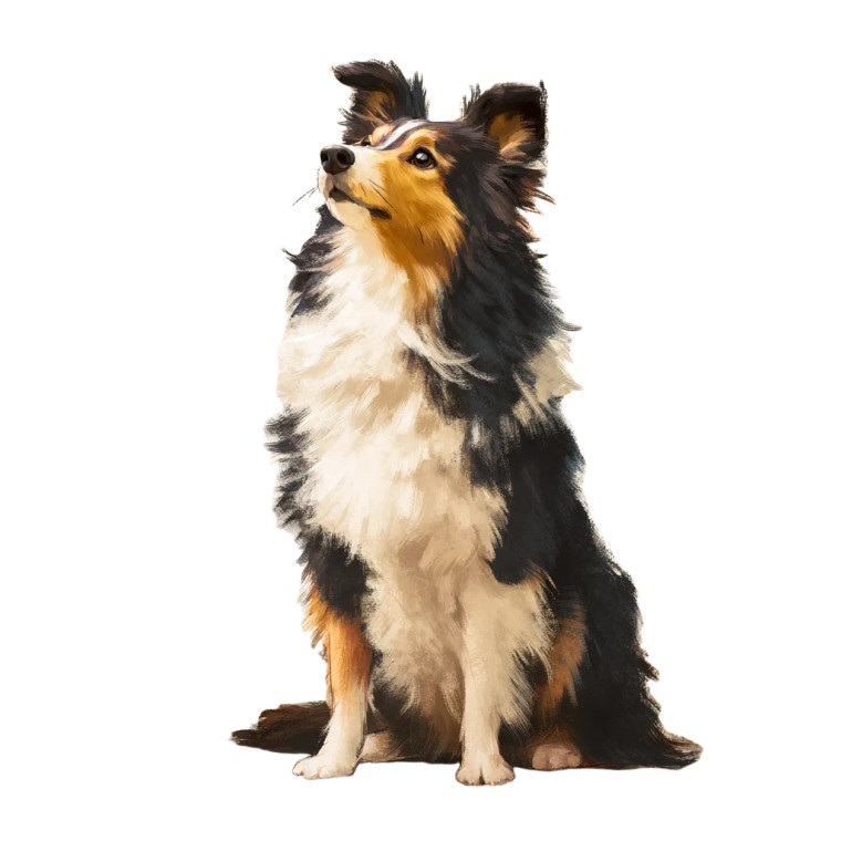 Tricolor Shetland Sheepdog Vinyl Car Decal Sticker – Waterproof & UV-Resistant 8"