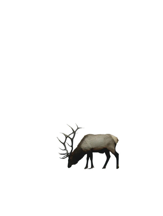 Majestic Elk Vinyl Car Decal Sticker – Waterproof & UV-Resistant 8"
