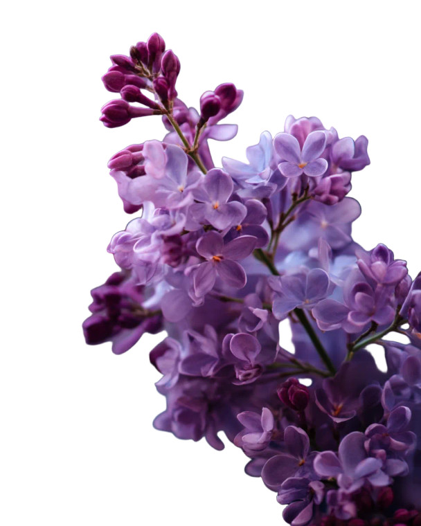 Lilac Flowers Vinyl Car Decal Sticker – Waterproof & UV-Resistant 8"