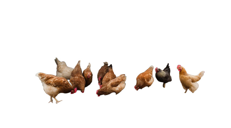Wooden Chicken Coop Vinyl Car Decal Sticker – Waterproof & UV-Resistant 8"