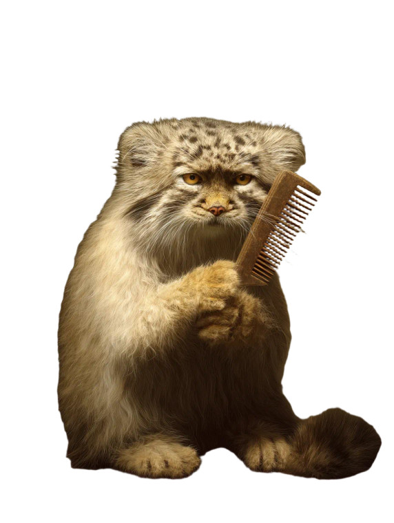 Pallas’S Cat Comb Vinyl Car Decal Sticker – Waterproof & UV-Resistant 8"