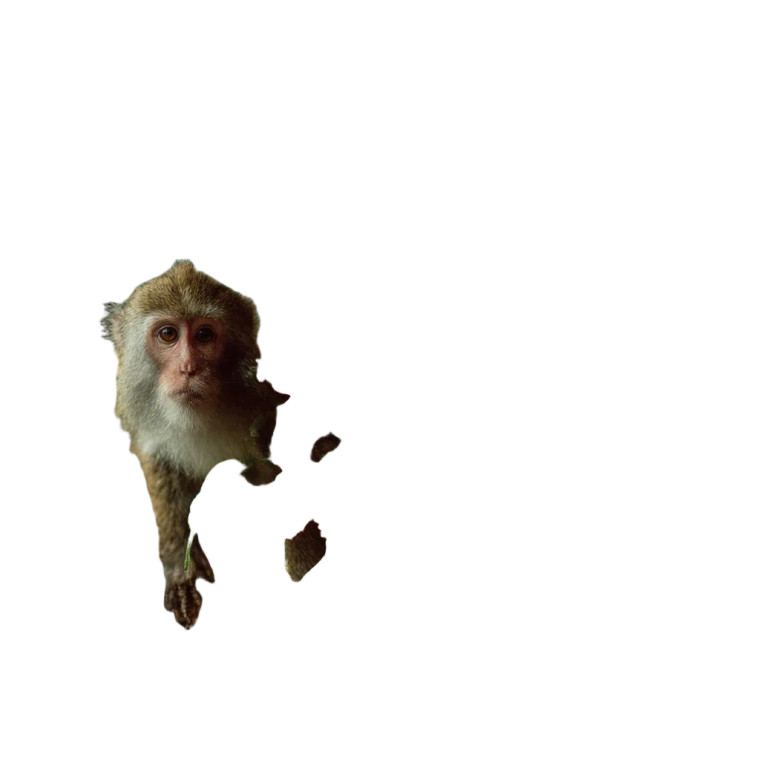 Monkey Picking Bananas Vinyl Car Decal Sticker – Waterproof & UV-Resistant 8"