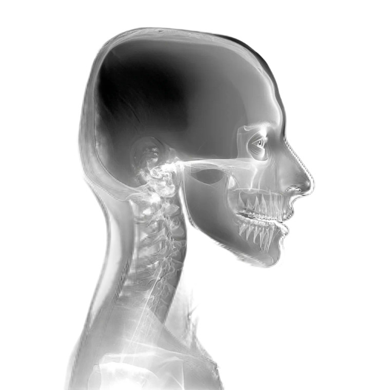 Frontal X-Ray Face Vinyl Car Decal Sticker – Waterproof & UV-Resistant 8"
