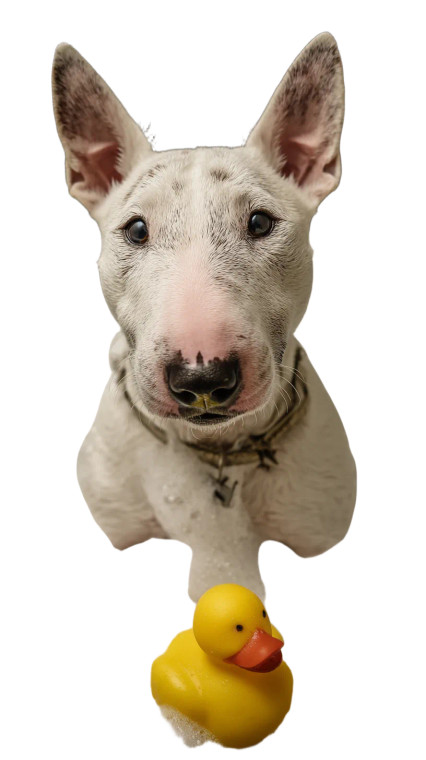 White Bull Terrier Vinyl Car Decal Sticker – Waterproof & UV-Resistant 8"