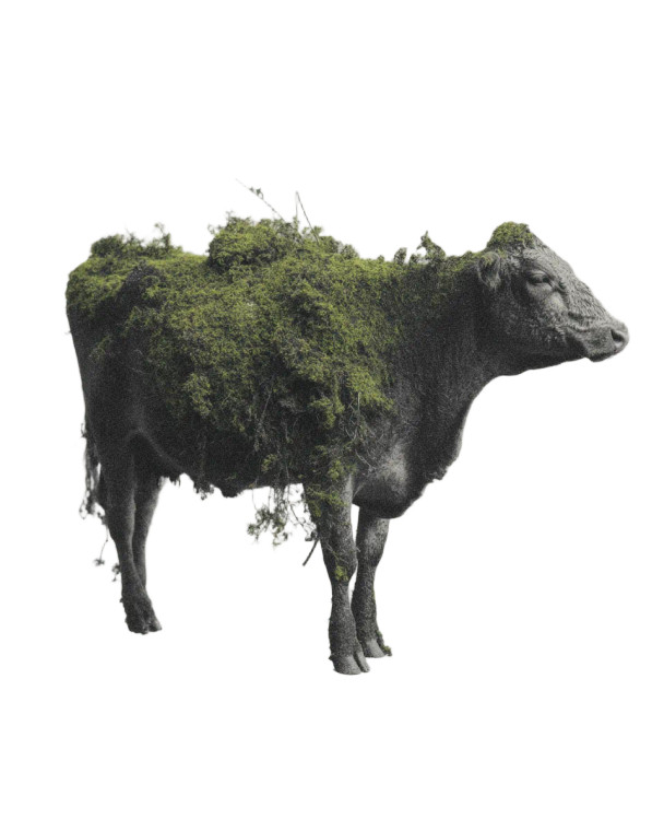 Moss-Covered Cow Vinyl Car Decal Sticker – Waterproof & UV-Resistant 8"