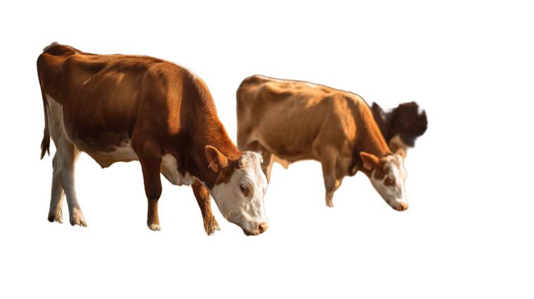 Grazing Cows V2 Vinyl Car Decal Sticker – Waterproof & UV-Resistant 8"