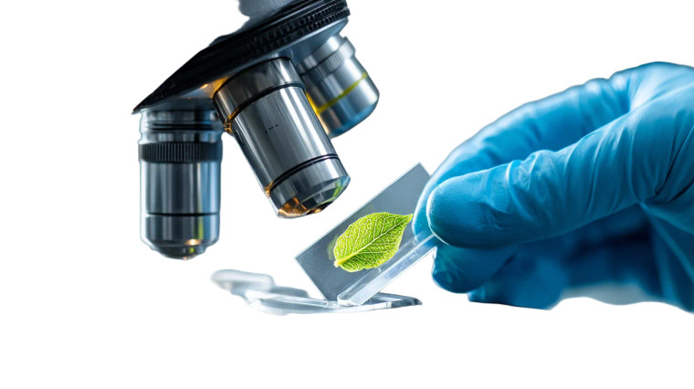 Scientist Examining Leaf Vinyl Car Decal Sticker – Waterproof & UV-Resistant 8"