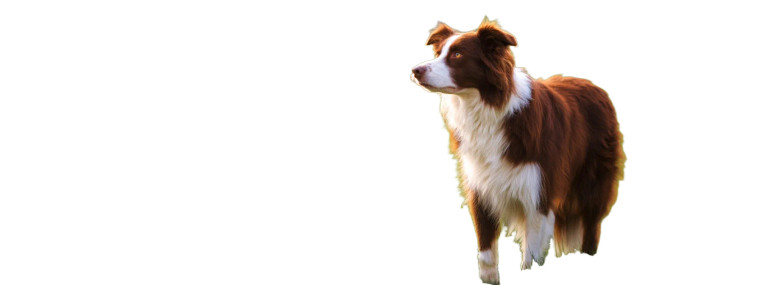 Border Collie Vinyl Car Decal Sticker – Waterproof & UV-Resistant 8"