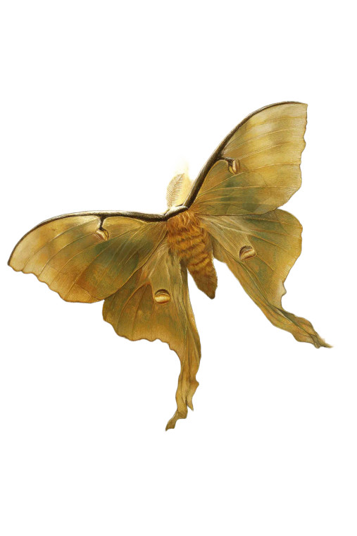 Luminous Lunar Moth Vinyl Car Decal Sticker – Waterproof & UV-Resistant 8"